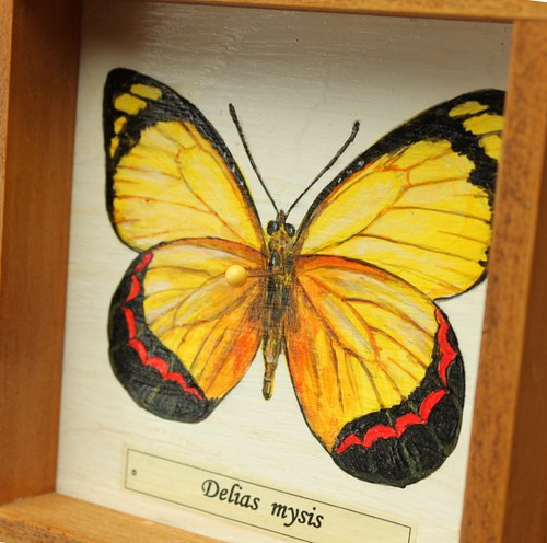 Delias mysis — foto 3