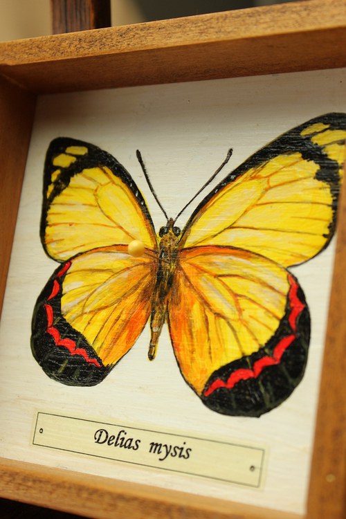 Delias mysis — foto 4