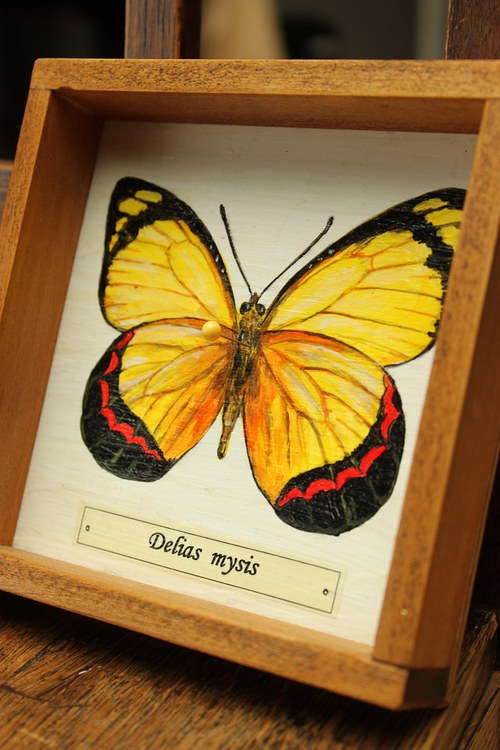 Delias mysis — foto 5