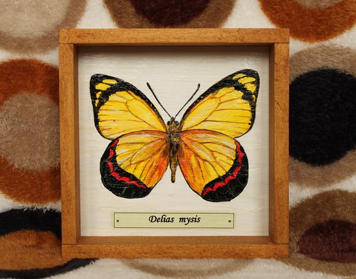 Delias mysis — foto 6