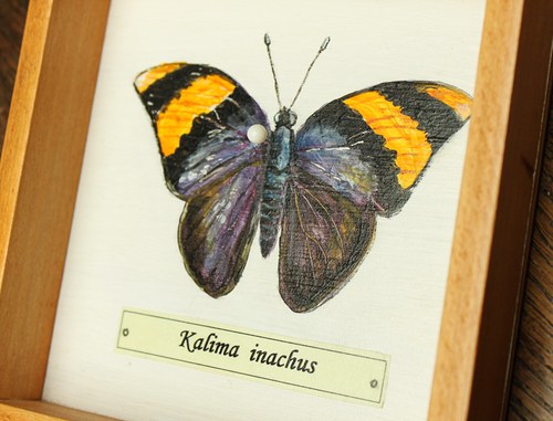 Kalima inachus — foto 2