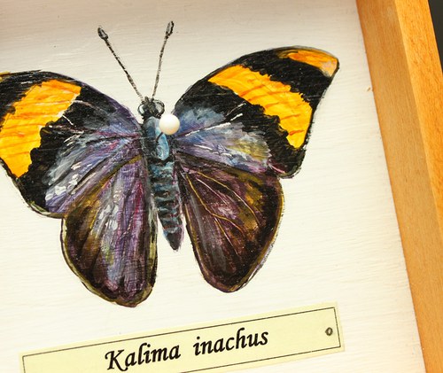 Kalima inachus — foto 3