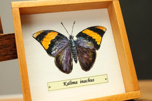 Kalima inachus — foto 4