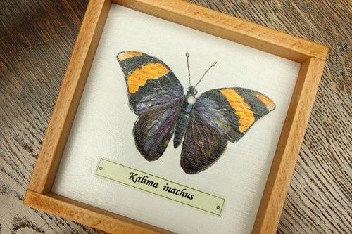 Kalima inachus — foto 6