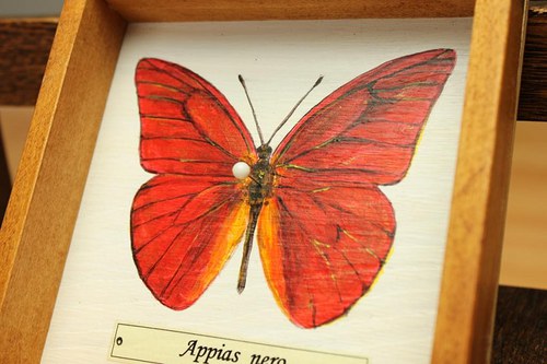 Appias nero — foto 5