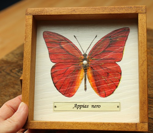 Appias nero — foto 6