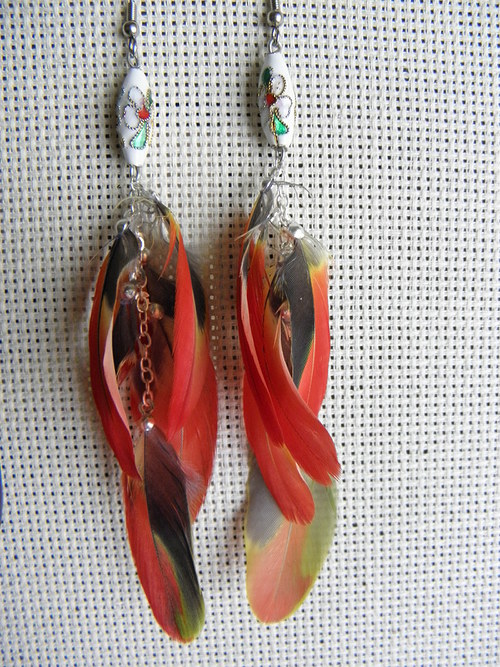 Papuana red — foto 2
