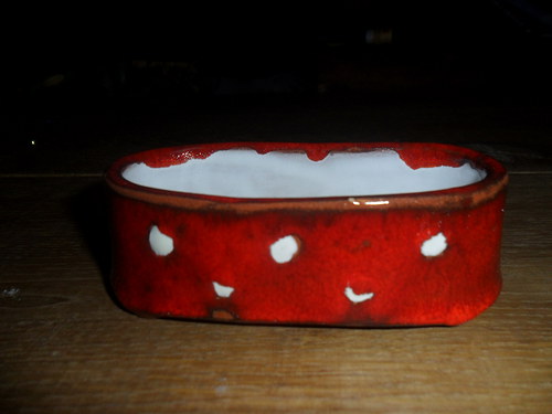Mýdlenka stojací puntíkatá — foto 2