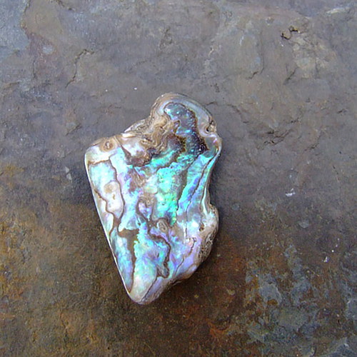 Paua mušle — foto 2