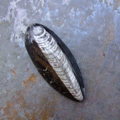 Zkamenělý orthoceras — foto 2