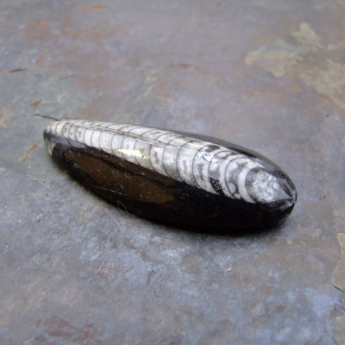 Zkamenělý orthoceras — foto 3