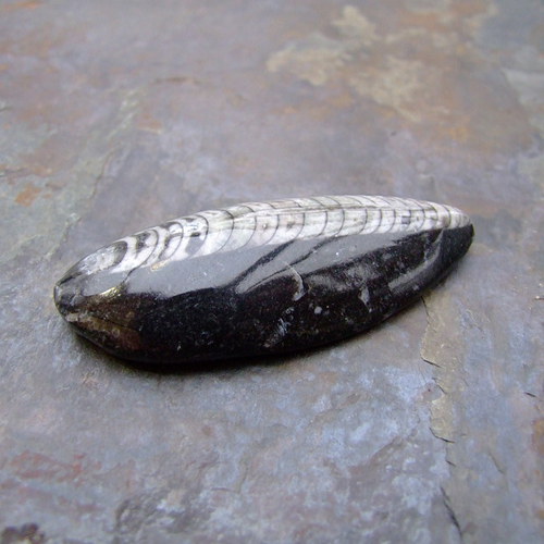 Zkamenělý orthoceras — foto 4
