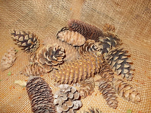 Šiškové zákoutí — foto 2