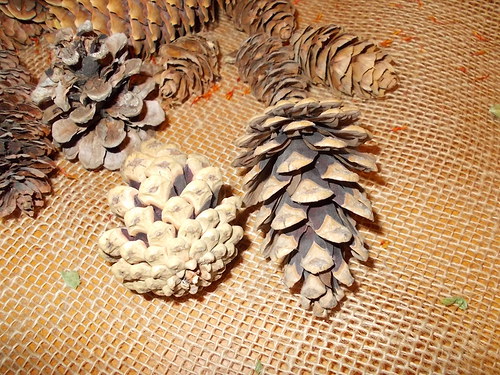 Šiškové zákoutí — foto 3