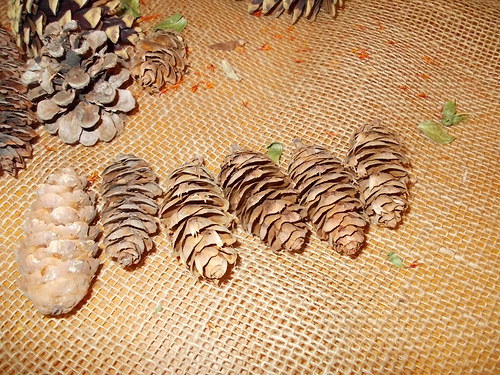 Šiškové zákoutí — foto 5