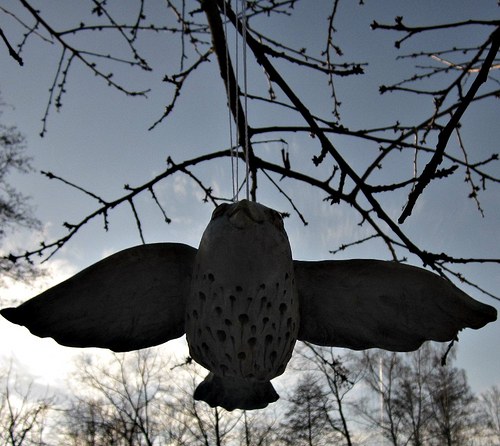 Ptáček Jasný Sokolík — foto 2