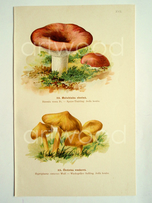 HOUBY - Holubinka, čirůvka - č. 1509 — foto 2
