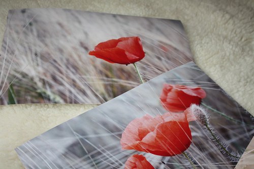 Máky - fotografie A4 — foto 3