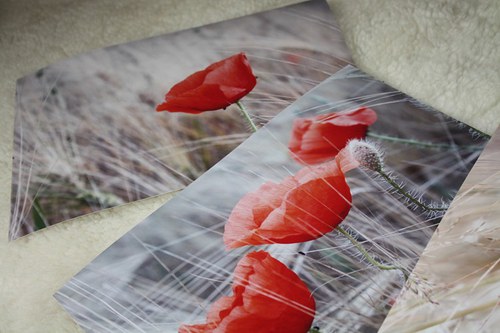 Máky - fotografie A4 — foto 5