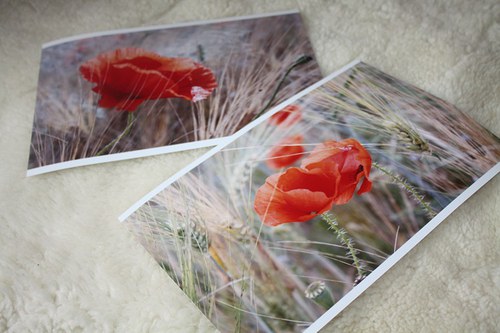 Máky - fotografie A4 s rámečkem — foto 2