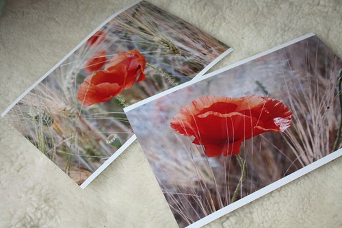 Máky - fotografie A4 s rámečkem — foto 3