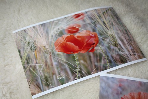 Máky - fotografie A4 s rámečkem — foto 4