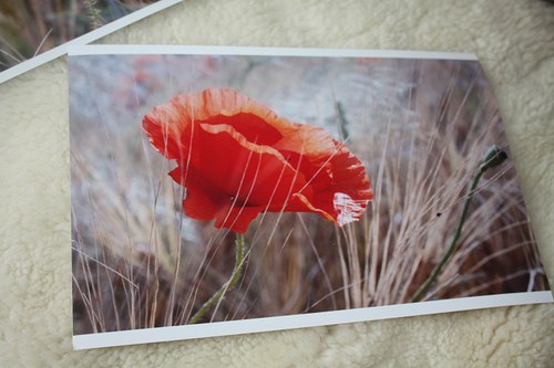 Máky - fotografie A4 s rámečkem — foto 5