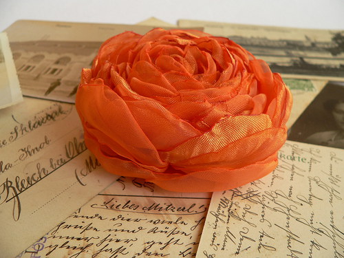 Where the wild roses grow — foto 3