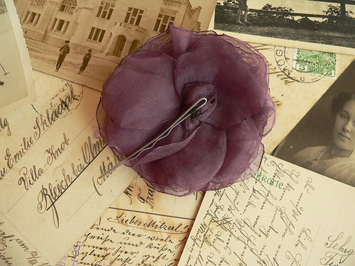 Where the wild roses grow — foto 4
