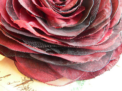 Where the wild roses grow — foto 3