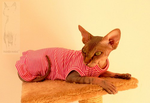 Tričko pro Sphynx — foto 2