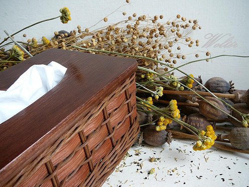 Kapesníkovník hnědý pásek + hnědé víko — foto 2