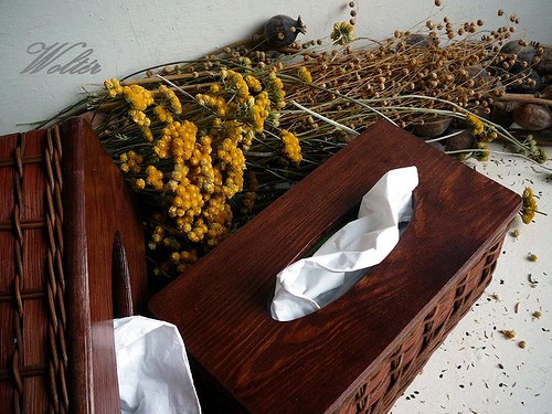 Kapesníkovník hnědý pásek + hnědé víko — foto 4