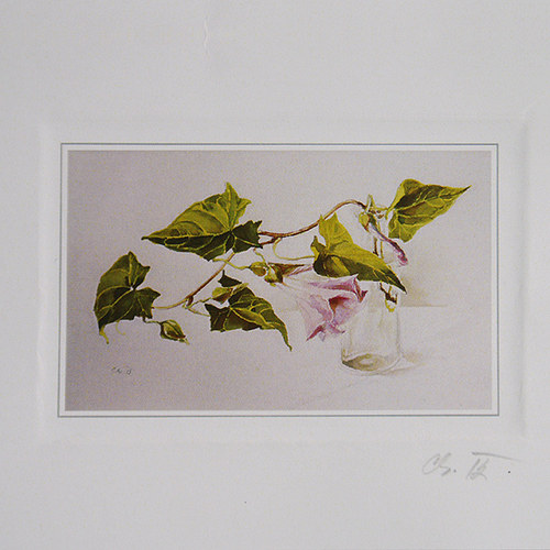 Přáníčko - Svlačec — foto 2