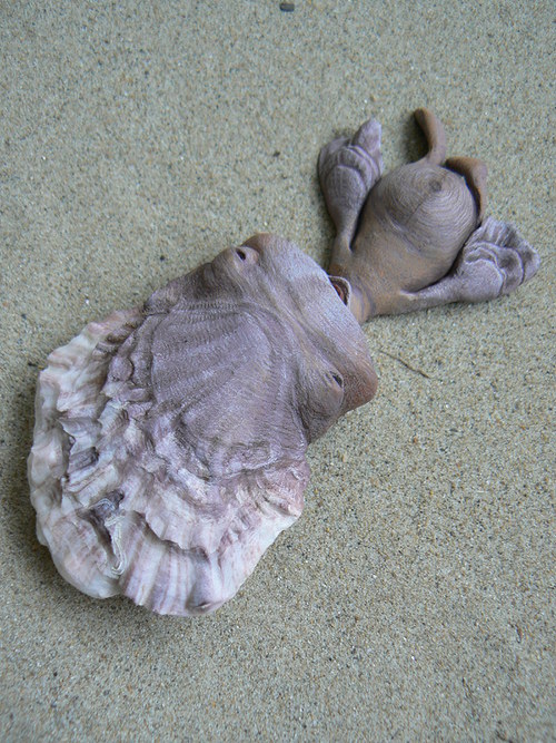 Pěnice korunovaná — foto 2