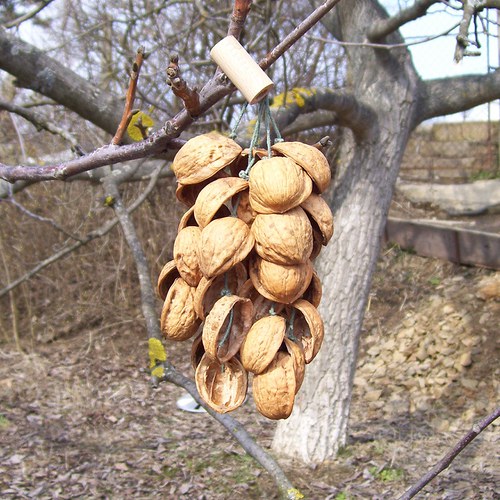Ořechové chřestění — foto 2
