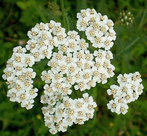 Řebříček béžový — foto 5