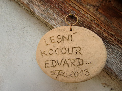 Lesní kocour Edvard — foto 4