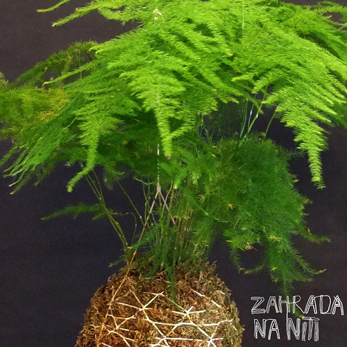 Kokedama asparagus plumosus — foto 3