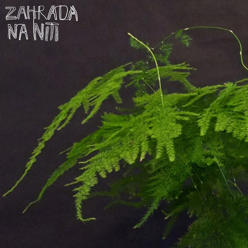 Kokedama asparagus plumosus — foto 2