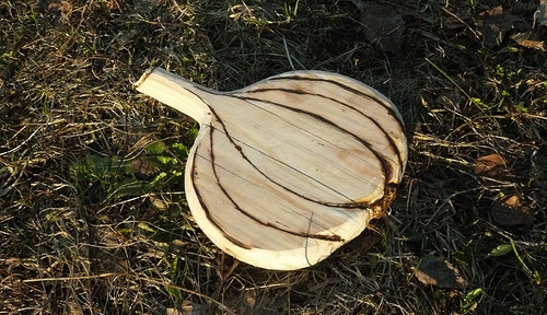 Prkýnko - česnek - prototyp -recy — foto 6