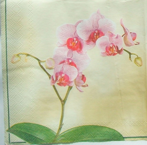 Orchidej — foto 2