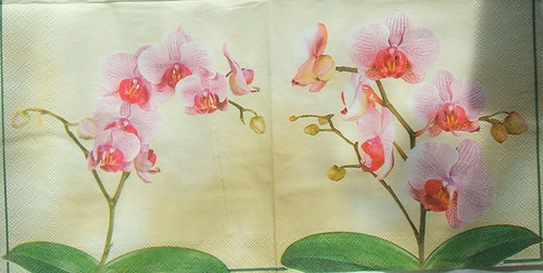 Orchidej — foto 4