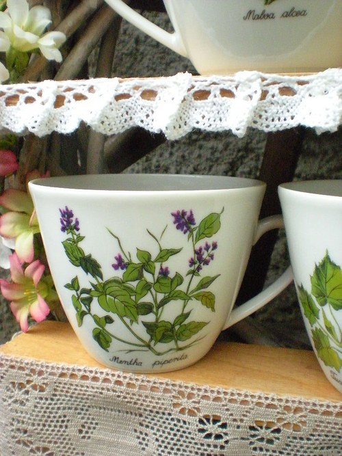 Herbář — foto 5