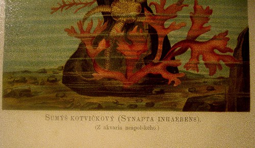 Sumýš - vintage list v rámečku — foto 2