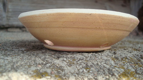 Růžový mýdelník — foto 2