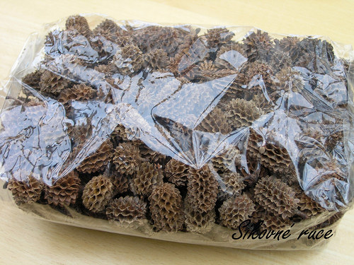 Casurina plody 250g — foto 2