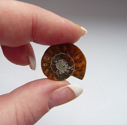 Amonit (24x20x4mm) 1ks — foto 2