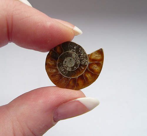 Amonit (24x20x4mm) 1ks — foto 2