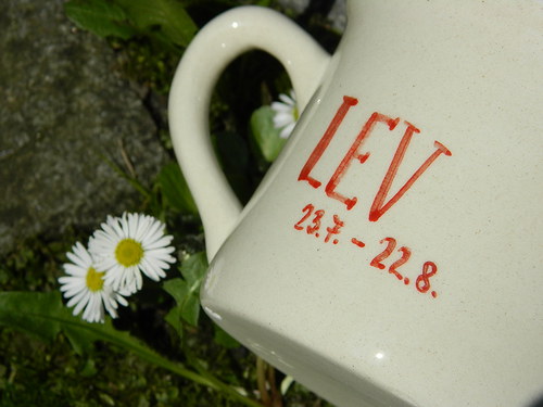 Lví čaj — foto 3